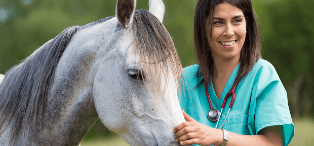 Kôň a veterinár