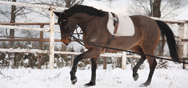 Konský skijoring