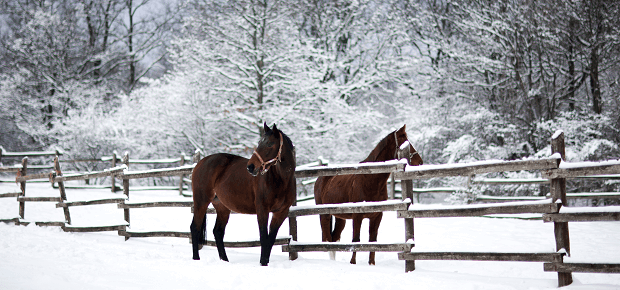 Kôň v ohrade cez zimu