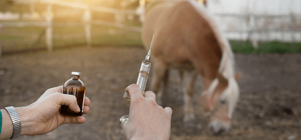 Očkovanie koní