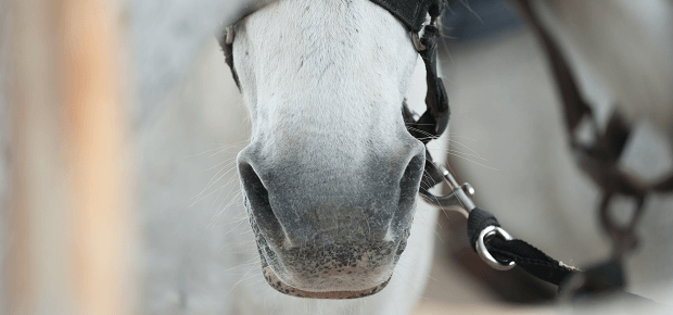 Nos koňa