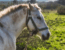 Prirodzený chov koní